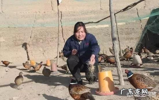 出租农村院子 农村有个院子,还有几间屋,养殖什么好呢,什么挣钱?农村院子大门最佳尺寸