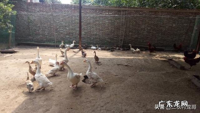 出租农村院子 农村有个院子,还有几间屋,养殖什么好呢,什么挣钱?农村院子大门最佳尺寸