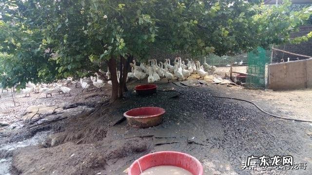 出租农村院子 农村有个院子,还有几间屋,养殖什么好呢,什么挣钱?农村院子大门最佳尺寸