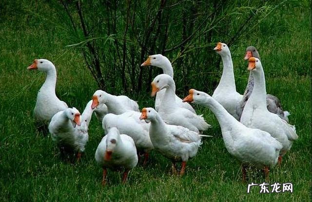 养殖业什么风险最小 前在农村养殖什么比较赚钱，而且风险小？推荐几种？小本钱养殖什么能挣钱