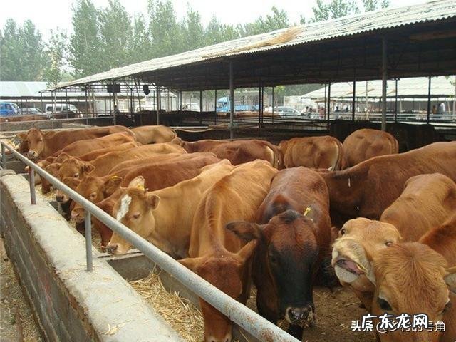 养殖业什么风险最小 前在农村养殖什么比较赚钱,而且风险小?推荐几种?小本钱养殖什么能挣钱