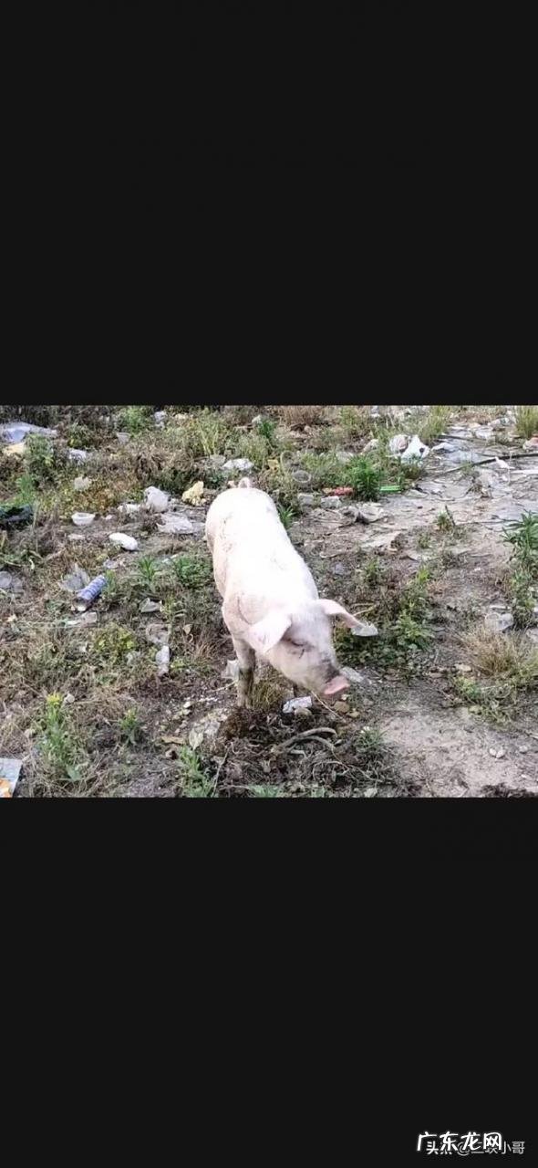 养殖业什么风险最小 前在农村养殖什么比较赚钱，而且风险小？推荐几种？小本钱养殖什么能挣钱