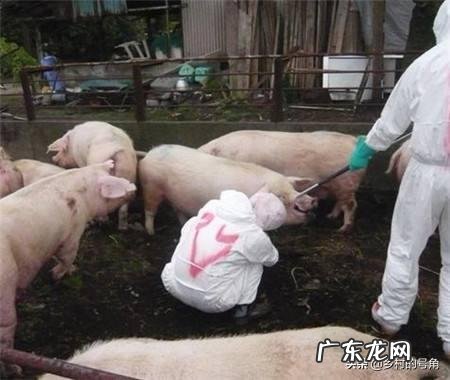 养殖业什么风险最小 前在农村养殖什么比较赚钱,而且风险小?推荐几种?小本钱养殖什么能挣钱