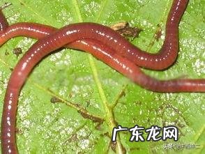 养殖业什么风险最小 前在农村养殖什么比较赚钱,而且风险小?推荐几种?小本钱养殖什么能挣钱