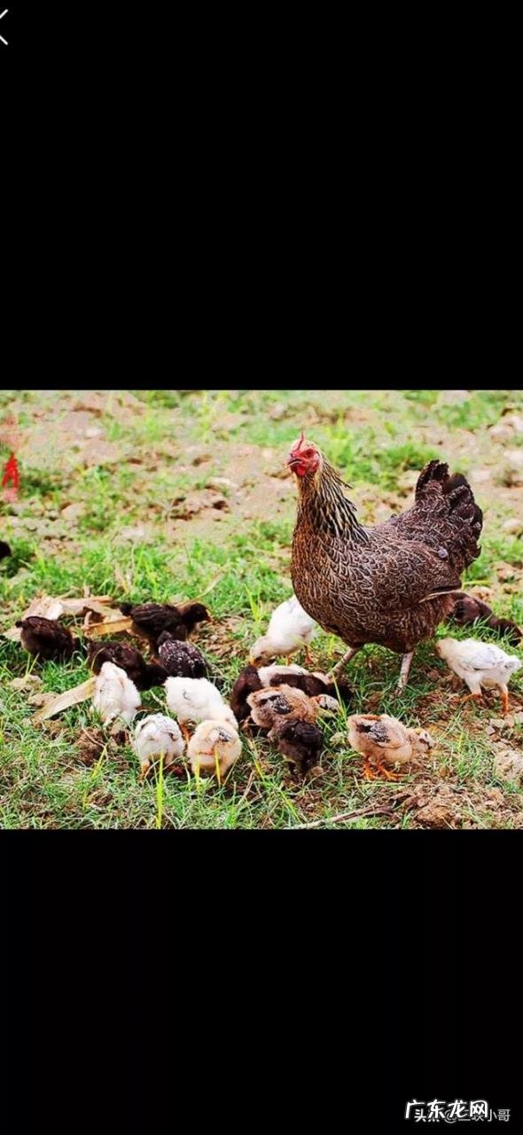 养殖业什么风险最小 前在农村养殖什么比较赚钱，而且风险小？推荐几种？小本钱养殖什么能挣钱