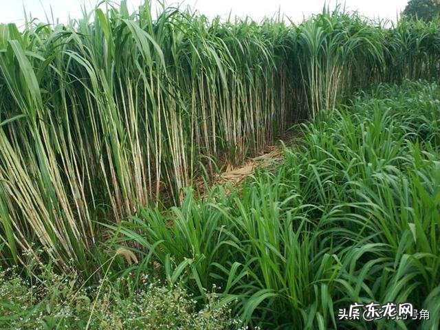 养殖业什么风险最小 前在农村养殖什么比较赚钱,而且风险小?推荐几种?小本钱养殖什么能挣钱