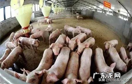 农村养殖什么不愁销路 目前在农村搞养殖,最稳妥的项目有哪些?国家扶持的养殖项目