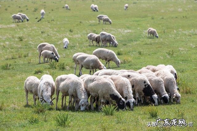 农村养殖什么不愁销路 目前在农村搞养殖,最稳妥的项目有哪些?国家扶持的养殖项目