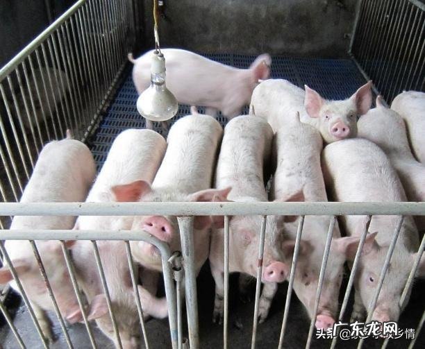 农村养殖什么不愁销路 目前在农村搞养殖,最稳妥的项目有哪些?国家扶持的养殖项目