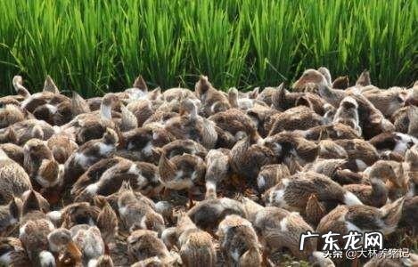 农村养殖什么不愁销路 目前在农村搞养殖,最稳妥的项目有哪些?国家扶持的养殖项目