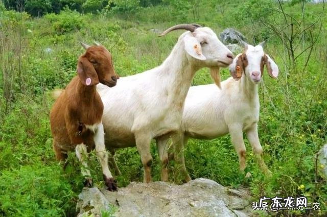 农村养殖什么不愁销路 目前在农村搞养殖,最稳妥的项目有哪些?国家扶持的养殖项目