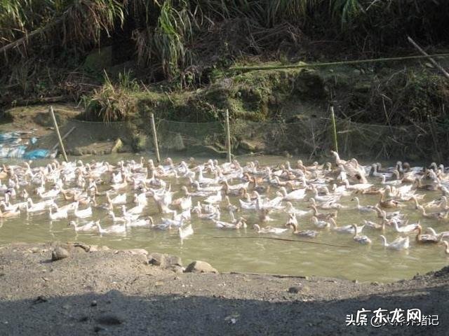 农村养殖什么不愁销路 目前在农村搞养殖,最稳妥的项目有哪些?国家扶持的养殖项目