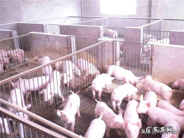 农村养殖什么不愁销路 目前在农村搞养殖,最稳妥的项目有哪些?国家扶持的养殖项目