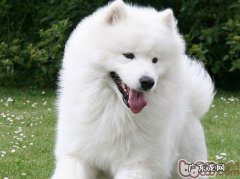 为何你的小狗和你没亲