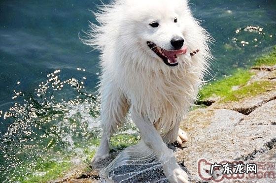 梅雨天气如何预防犬粮霉变