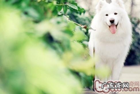 如何选择适合的出色小狗