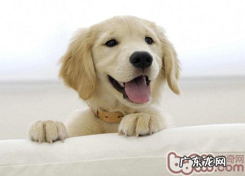 自做小狗沐浴露的方式