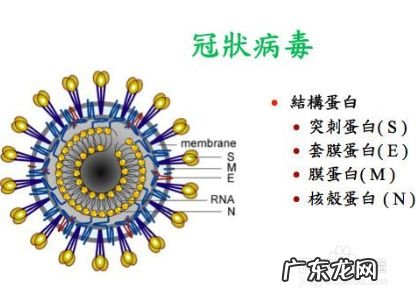 新型冠状病毒是什么,什么是新型冠状病毒,新型冠状病毒传播途径?