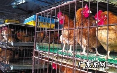 新型冠状病毒是什么,什么是新型冠状病毒,新型冠状病毒传播途径?