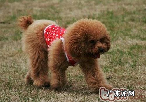 怎样照料新买幼狗