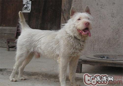 与德牧并称的我国下司犬