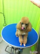 有关小宠物护毛素的两三问