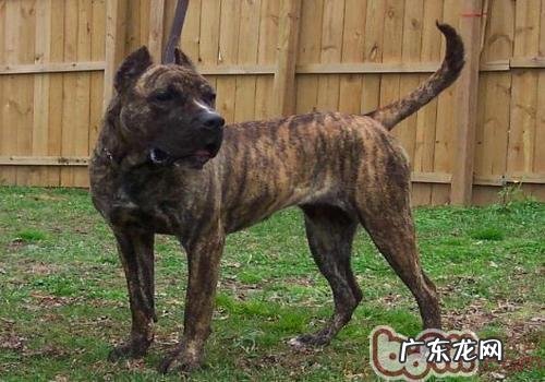 有关加纳利犬的详细介绍