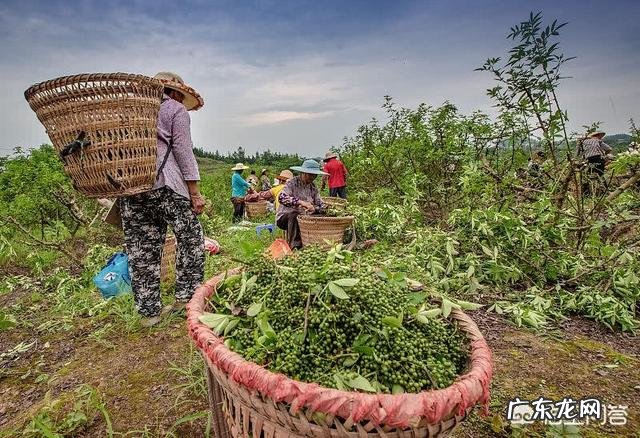 30种名贵中药材 种植什么药材最赚钱？名贵药材种植有什么优势？热门药材种植