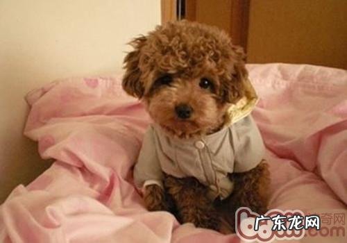 家养狗狗就不用免疫系统了没有