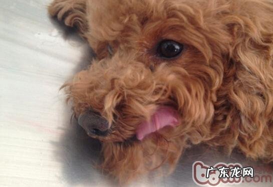 宠物绝育了解多少