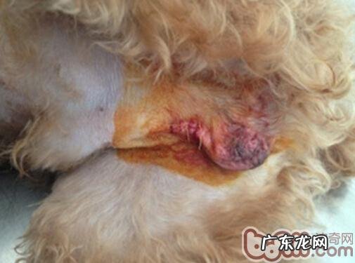 宠物绝育了解多少