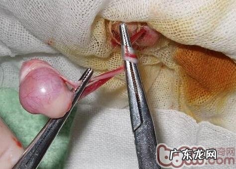 宠物绝育了解多少