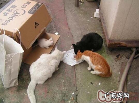 宠物绝育了解多少