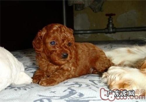 小狗病症愈后怎样保养