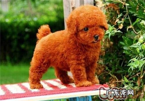 危害小狗毛质的要素有什么