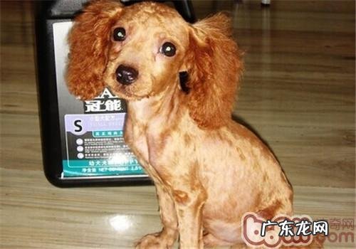 什么狗合适刮毛