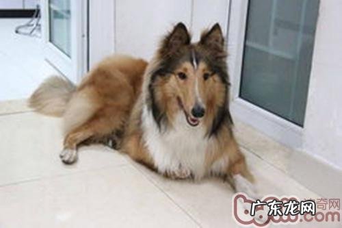 怎样协助胆小狗不怕进餐