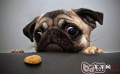 小狗进餐时的三个不良习惯