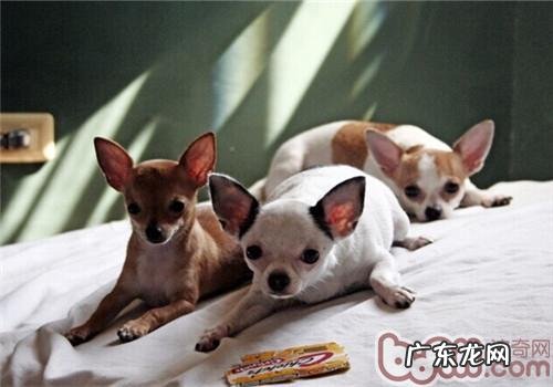 带小狗度假旅游必须注意什么