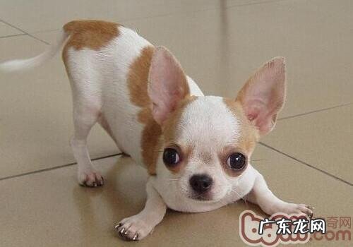 教你怎样向小狗表述这份爱