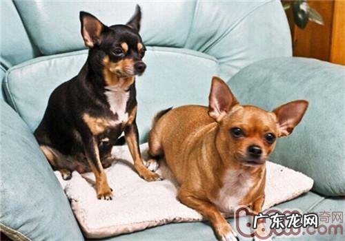 什么叫小狗分离出来抑郁症