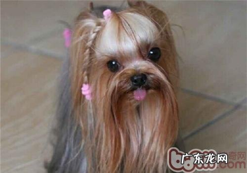 哪些的小狗不宜穿着打扮