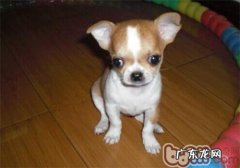 小狗疫苗接种免疫系统不成功的缘故有什么