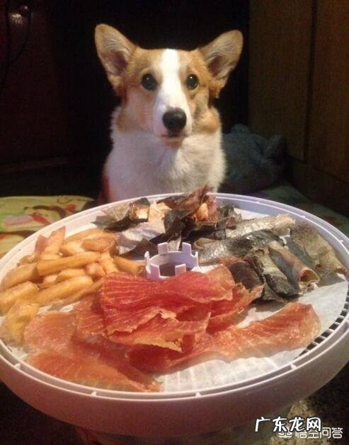 柯基犬的便便为什么那么软臭?