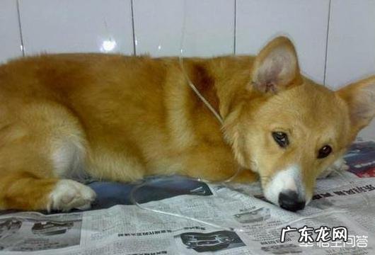 柯基犬的便便为什么那么软臭?