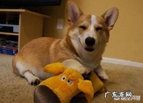 柯基犬的便便为什么那么软臭?