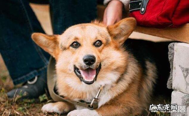 柯基犬的便便为什么那么软臭?