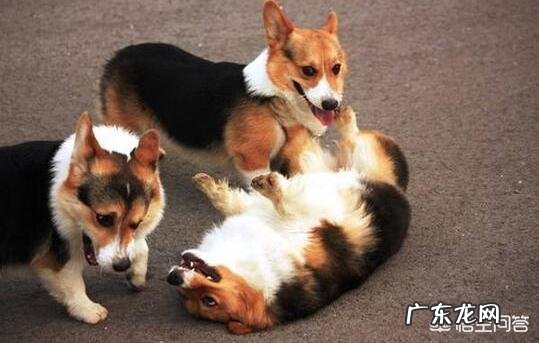 柯基犬的便便为什么那么软臭?