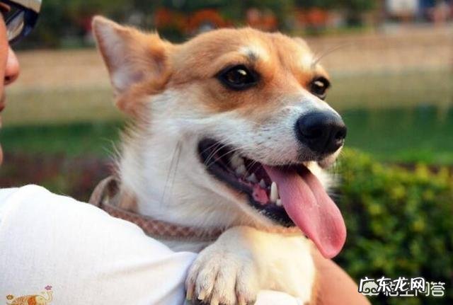 柯基犬的便便为什么那么软臭?