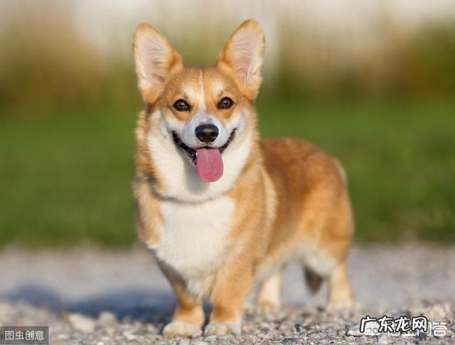 柯基犬的便便为什么那么软臭?